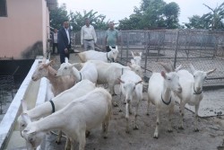 बाख्राको दूधबाट बनेको चिजको माग उच्च